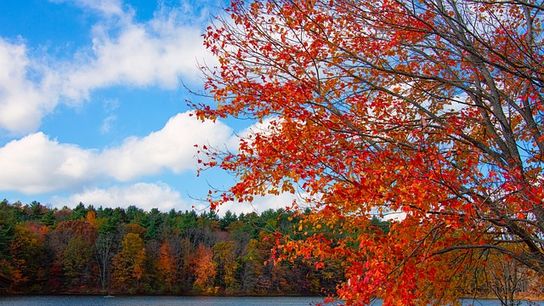 New Hampshire Foliage Tracker (Live in New Hampshire)